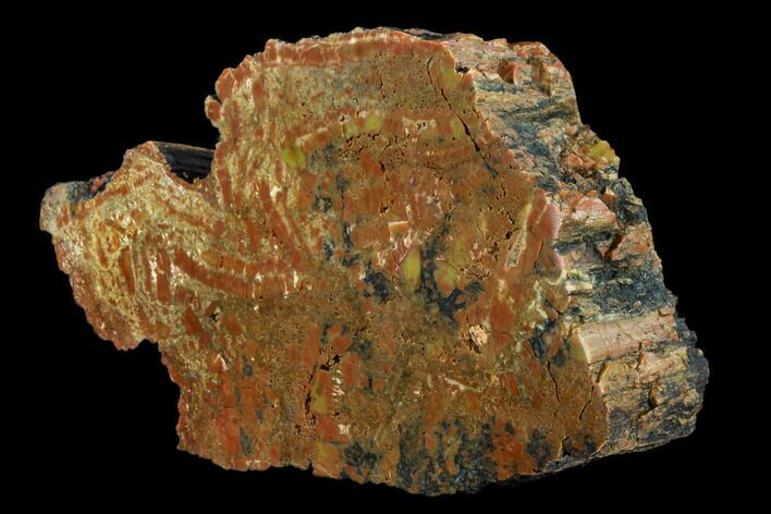Vibrantly Colored, Polished Petrified Wood Section - Arizona #113375